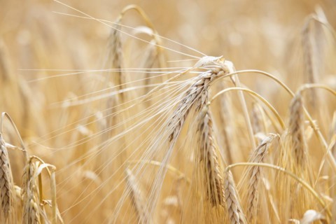 Close-up of ripe barley ears in a cornfield with blurred background, Cologne, North