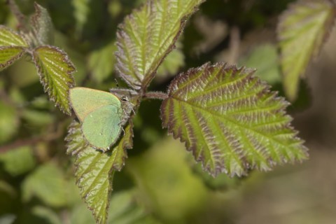Green hairstreak butterfly (Callophrys rubi) adult on a Bramble leaf, England, United Kingdom,