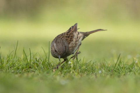 Dunnock or Hedge sparrow (Prunella modularis) adult bird on grassland, England, United Kingdom,