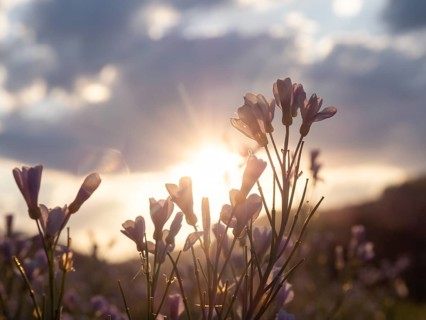 Meadowfoam (Cardamine pratense), backlit photograph, Leoben, Styria, Austria, Europe