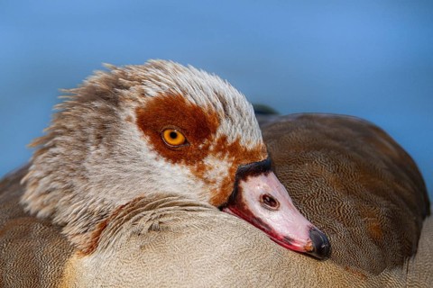 Egyptian geese (Alopochen aegyptiaca) on the River Main, Offenbach am Main, Hesse, Germany, Europe