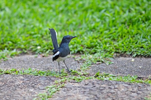 Oriental Magpie-Robin (Copsychus saularis) or Oriental Magpie-Robin, Backwaters, Kumarakom, Kerala,
