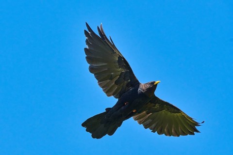 Yellow-billed chough (Pyrrhocorax graculus) flying in the mountains at Hochalpenstrasse, Pinzgau,