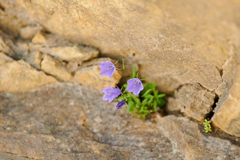 Earleaf bellflower (Campanula cochleariifolia) blooming in the mountains at Hochalpenstrasse,