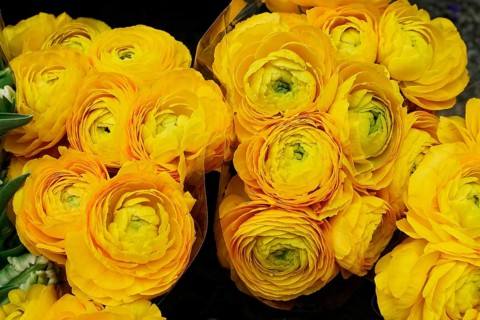 Bright yellow ranunculus (Ranunculus) tightly grouped in a fresh ostrich, flower sale, central