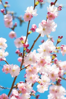 Japanese cherry (Prunus serrulata), also Oriental Cherry, East Asian Cherry or Grannen Cherry, twig