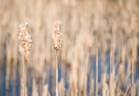 Bulrush (Typha latifolia), two hairy, last year's fruit stalks, fruit stalks in the foreground with