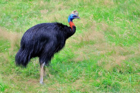 Northern cassowary (Casuarius unappendiculatus), adult, foraging, captive, Papua New Guinea,