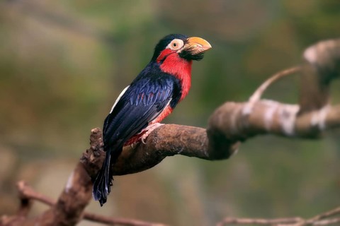 Bearded barbet, (Lybius dubius), adult, male, waiting, tree, captive