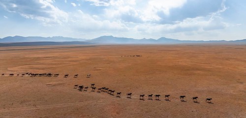 Herd of horses, Aerial view, Vast empty landscape at the mountain lake Song Kul in autumn, Moldo
