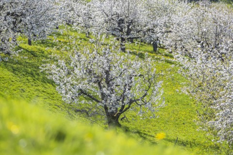 Cherry blossom in Hepsisau on the Albtrauf of the Swabian Alb, Weilheim an der Teck,