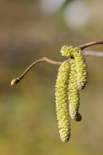 Common hazels (Corylus avellana), twig with male hazelnut blossoms, allergy, pollen, North