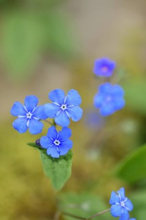 Garden Forget-me-not (Myosotis), blue flowers, ornamental plant, ornamental flower, flower, botany,