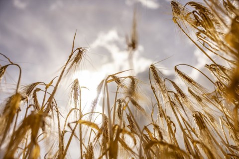 Backlit photograph of ears of barley in a cornfield with a low sun in the background, Cologne,