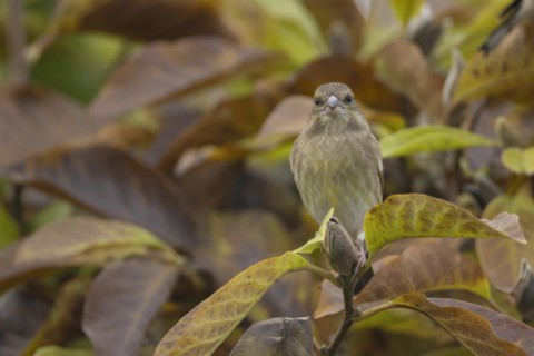 European greenfinch (Chloris chloris) adult bird amongst autumn leaves of a garden Magnolia tree,