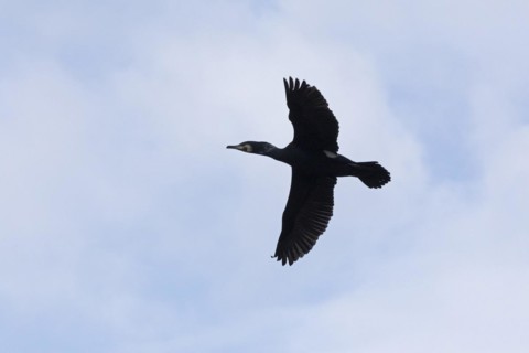 Cormorant in flight (Phalacrocorax carbo), Geltinger Birch, Goldhoeft, Nieby, Schlei,