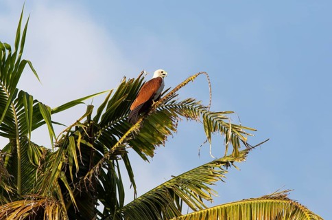 Brahminy kite (Haliastur indus) or Brahminy kite on a Palm tree, Backwaters, Kumarakom, Kerala,