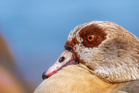Egyptian geese (Alopochen aegyptiaca), head, portrait, on the banks of the Main, Offenbach am Main,
