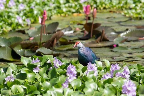 Grey-headed swamphen (Porphyrio porphyrio) on water hyacinths, blue lotuses blooming behind,