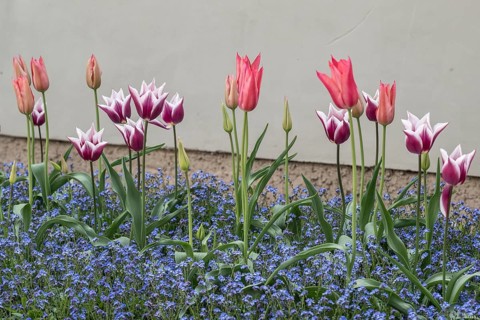 Tulips (Tulipa) and Vergeissmeinnicht (Myosotis sylvestris, Weimar, Thuringia, Germany, Europe