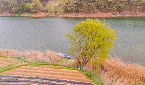 Landscape of a small blue boat docked on a riverbank of tall reeds with a small field of crops in