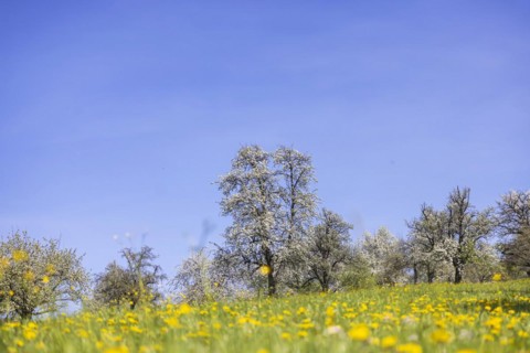 Flowering fruit trees in the orchards of the Swabian Alb, flowering apple tree, Weilheim an der