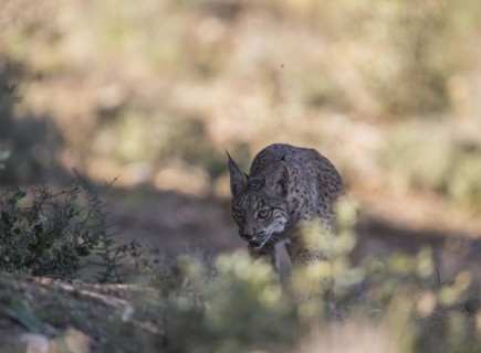 Iberian lynx young animal, Iberian lynx (Lynx pardinus), Extremadura, Castilla La Mancha, Spain,