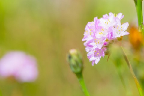 Sea thrift (Armeria maritima), also common Lady's Cushion, Flower of the Year 2024, focus on a