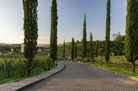 Bento Golcalves, Brasil, April 07, 2021: Luxury Winery, Vineyard of grapes in the Vale dos Vinhedos