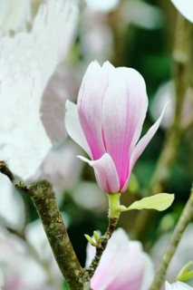 Chinese magnolia (Magnolia x soulangeana), flowers, North Rhine-Westphalia, Germany, Europe