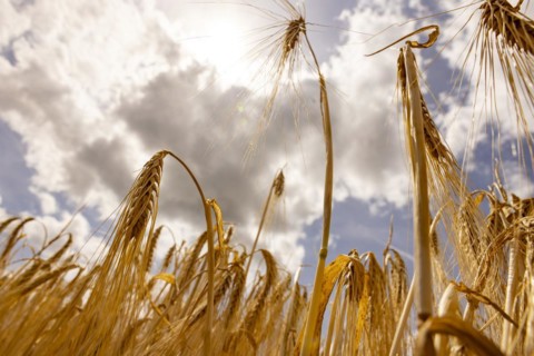 Ripe, golden ears of barley in the foreground with brightly lit clouds in the background, Cologne,
