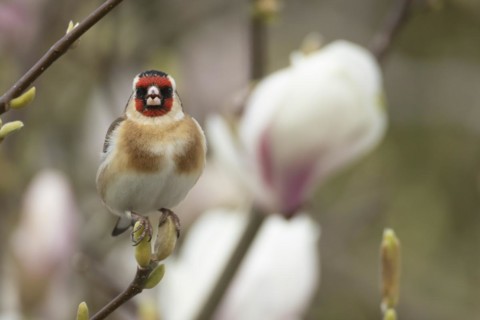 European goldfinch (Carduelis carduelis) adult bird singing on a garden Magnolia tree branch in