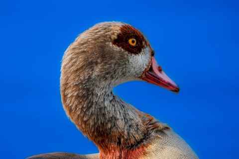 Egyptian geese (Alopochen aegyptiaca) on the River Main, Offenbach am Main, Hesse, Germany, Europe