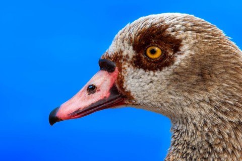Egyptian geese (Alopochen aegyptiaca), head, portrait, on the banks of the Main, Offenbach am Main,