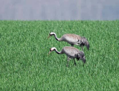 Crane (Grus grus), two adult birds foraging in a cereal field, Lower Saxony, Germany, Europe