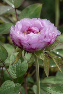 Tree peony (Paeonia suffruticosa), Weimar, Thuringia, Germany, Europe