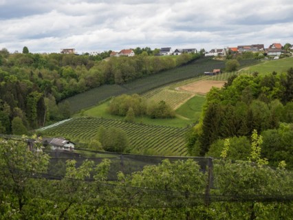 Hail protection nets in the wine-growing area, near Riegersburg, Styrian volcanic region near