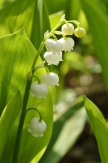 Lily of the valley, spring, Germany, Europe