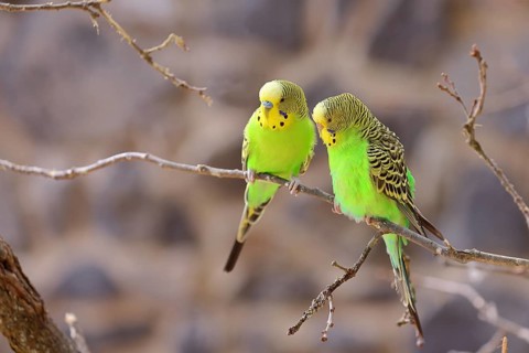 Budgie (Melopsittacus undulatus), adult, natural colours, pair on a twig, social behaviour,
