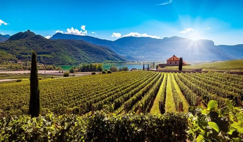 Lake Kaltern (Lago di Caldaro) amidst sunny vineyards with green vines against a picturesque