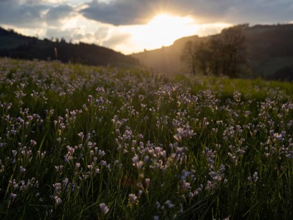 Meadowfoam (Cardamine pratense), Leoben, Styria, Austria, Europe