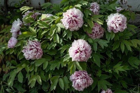 Tree peony (Paeonia suffruticosa), Weimar, Thuringia, Germany, Europe