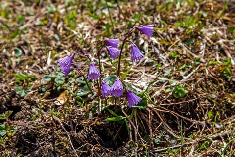 Common Snowbell (Soldanella alpina), Dietersbachtal, near Oberstdorf, Allgaeu Alps, Oberallgaeu,