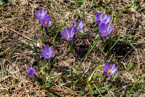 Spring Crocus (Crocus vernus), Dietersbachtal, near Oberstdorf, Allgaeu Alps, Oberallgaeu, Allgaeu,