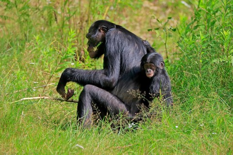 Bonobo, bonobo (Pan Paniscus), female, adult, young animal, feeding, Great ape, Primate,