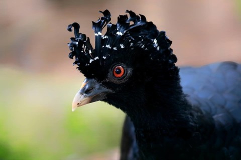 Red-billed curassow (Crax blumenbachii), adult, female, portrait, captive, Brazil, South America