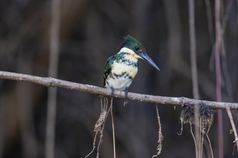 Green Kingfisher (Chloroceryle americana) Pantanal Brazil