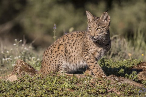 Pardell Lynx female, Iberian Lynx (Lynx pardinus), Extremadura, Castilla La Mancha, Spain, Europe