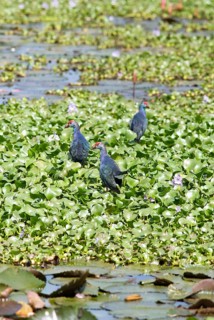 Grey-headed swamphens (Porphyrio porphyrio) on water hyacinths, Backwaters, Kumarakom, Kerala,