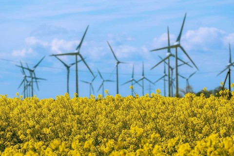 Wind turbines in the Luetetsburg wind farm behind a rape field on the North Sea coast, Hagermarsch,